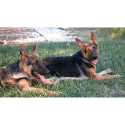 German Shepherd Dog breeder in Alta Loma California
