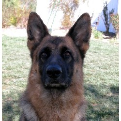 GSD,Alsatian breeder in California picture 2