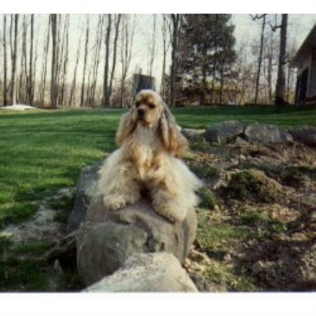 cocker spaniel puppies ohio emerald isle home of the o brien cockers american cocker spaniel breeder in medina cocker spaniel puppies ohio emerald isle home of the o brien cockers american cocker spaniel breeder in medina