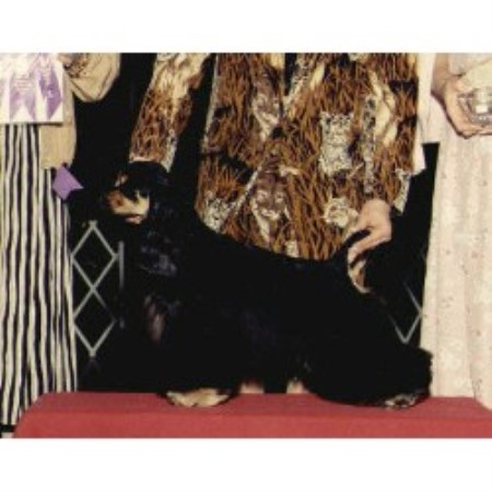 American Cocker Spaniel in Ohio picture 2