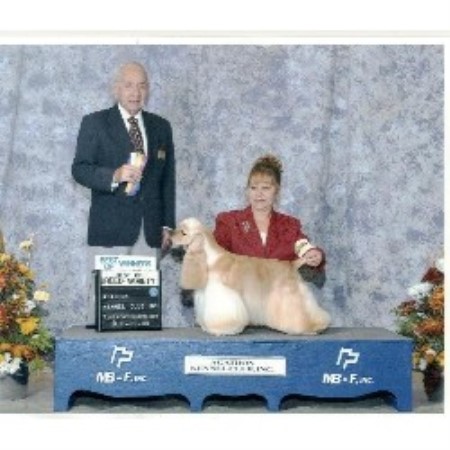 American Cocker Spaniel breeder in Medina Ohio