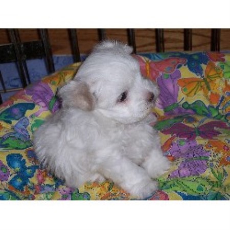 Maltese breeder in Minnesota picture 2