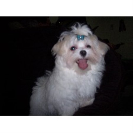 Maltese in Minnesota