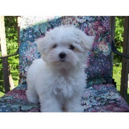 free puppies in mn maltese breeders in minnesota freedoglistings free puppies in mn maltese breeders in minnesota freedoglistings