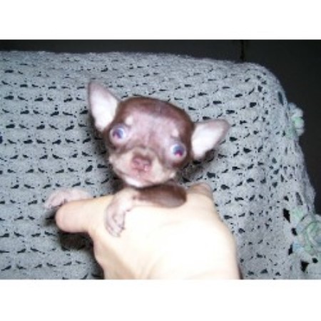 Chihuahua breeder in Toledo, Ontario