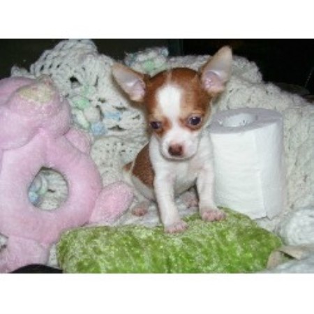 Chihuahua in Ontario picture 2