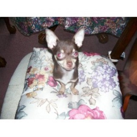 Chihuahua breeder in Ontario picture 2