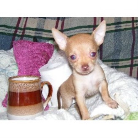 Chihuahua Breeder in Toledo,, Ontario