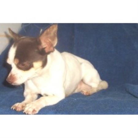 Chihuahua in Ontario