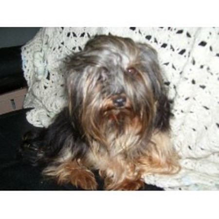 yorkie breeders in ontario lovealot kennel reg d terrier breeder in toledo ontario yorkie breeders in ontario lovealot kennel reg d terrier breeder in toledo ontario