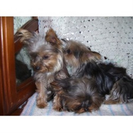 Yorkshire Terrier Breeder in Toledo, Ontario