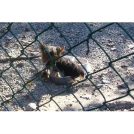 yorkie breeders in ontario lovealot kennel reg d terrier breeder in toledo ontario yorkie breeders in ontario lovealot kennel reg d terrier breeder in toledo ontario