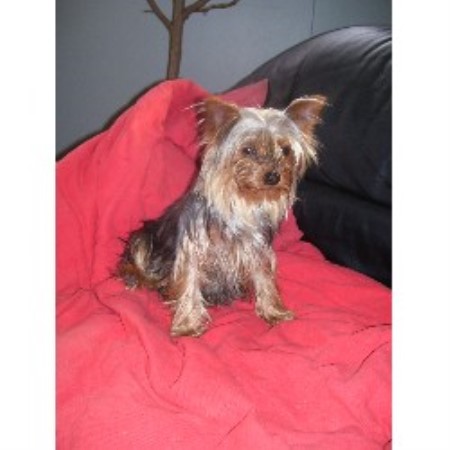 Yorkie breeder in Ontario picture 2