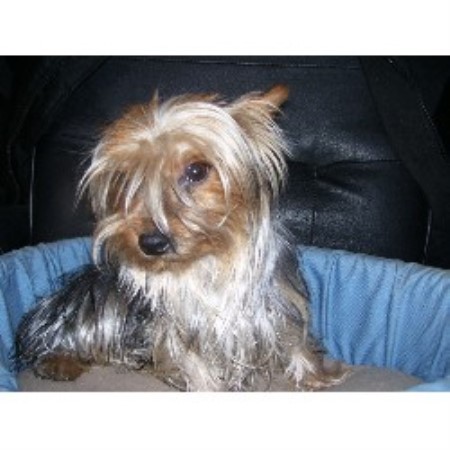 Yorkshire Terrier breeder in Toledo Ontario