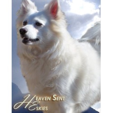 American Eskimo Dog breeder in Pekin Illinois