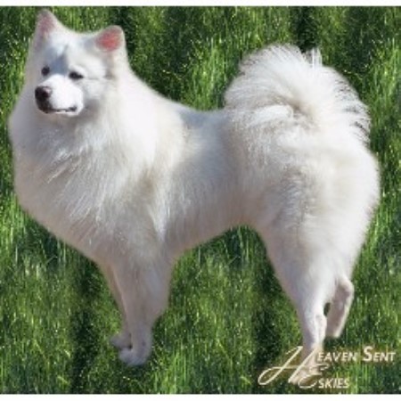American Eskimo Dog breeder in Illinois picture 2