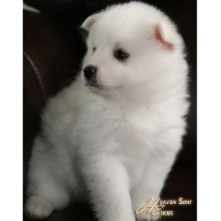 American Eskimo Dog in Illinois