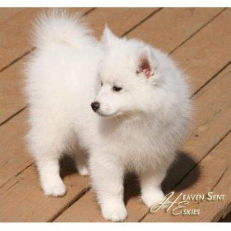 American Eskimo Dog in Illinois picture 2
