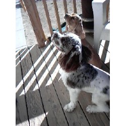 American Cocker Spaniel Stud in Canon City, Colorado