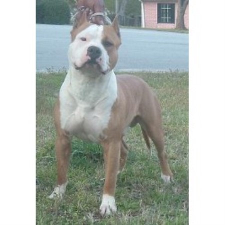 American Staffordshire Terrier breeder in Conley Georgia