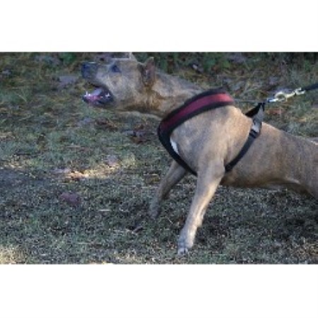 American Staffordshire Terrier in Georgia picture 2