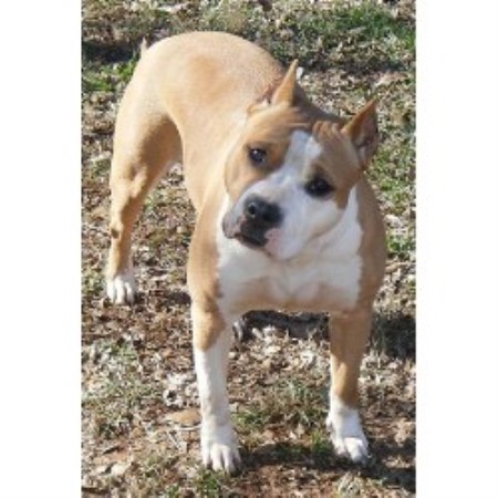 American Staffordshire Terrier in Georgia