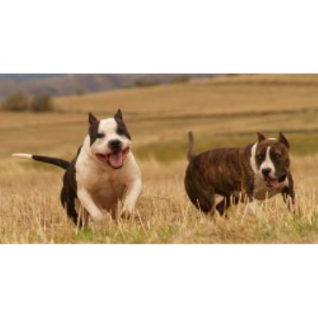 American Staffordshire Terrier Breeder in Conley, Georgia
