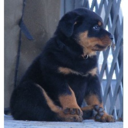 Rottweiler breeder in Crossfield Alberta