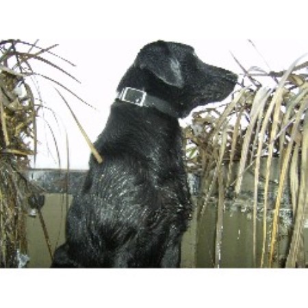 Labrador Retriever breeder in Conway South Carolina