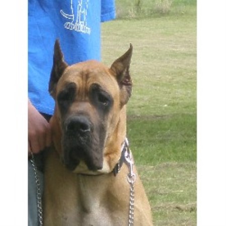 Great Dane breeder in Gunter Texas