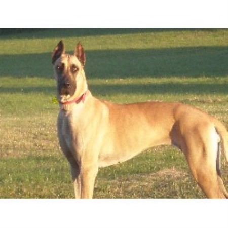Great Dane breeder in Texas picture 2
