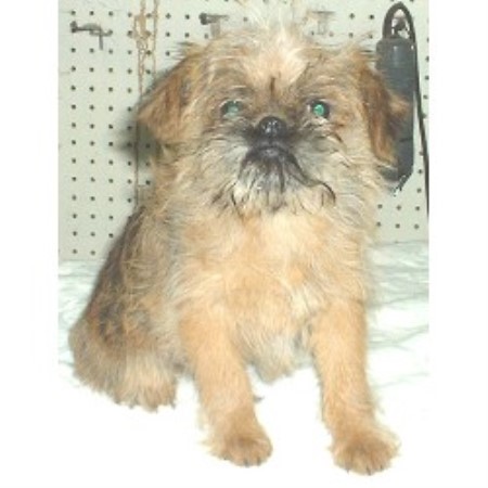 Brussels Griffon breeder in Absarokee Montana