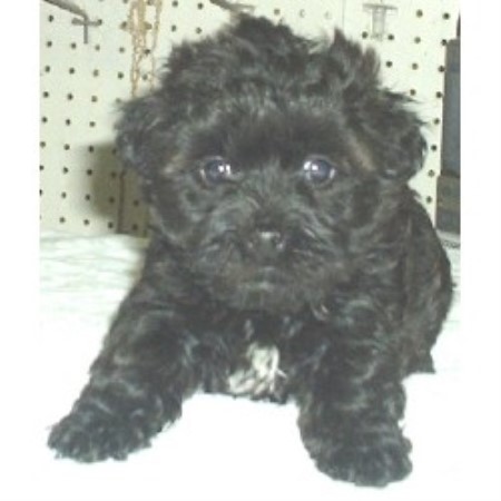 Yorkipoo breeder in Montana