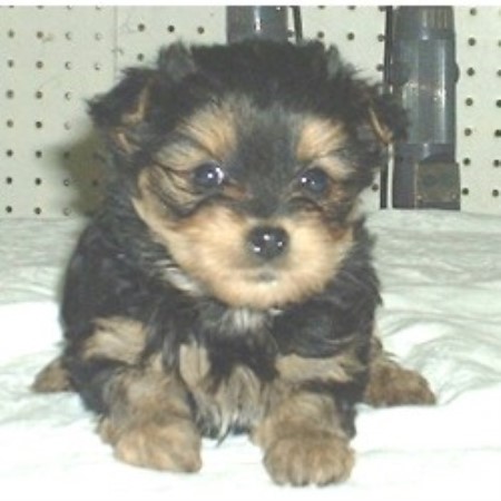 montana puppies yorkipoo breeders in montana freedoglistings breeds picture montana puppies yorkipoo breeders in montana freedoglistings breeds picture