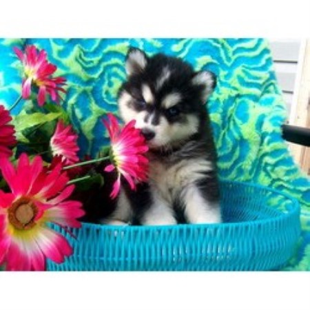 Siberian Husky Breeder in Siberian Husky Breeder in