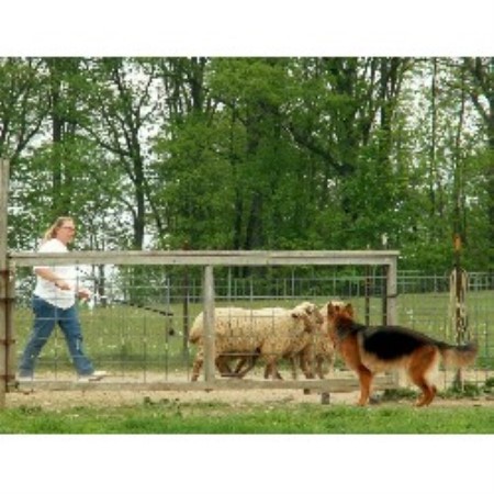 GSD,Alsatian breeder in Pennsylvania picture 2