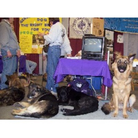 GSD,Alsatian in Pennsylvania picture 2