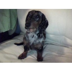 Dachshund Stud in Gastonia, North Carolina