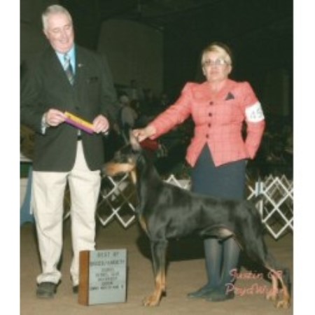 Doberman Pinscher Breeder in Excello, Missouri