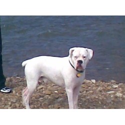 Boxer Stud in Gladstone, Missouri