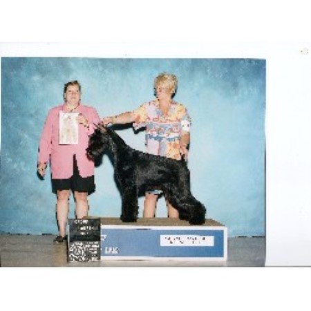 Giant Schnauzer Breeder in Shelby Township, Michigan