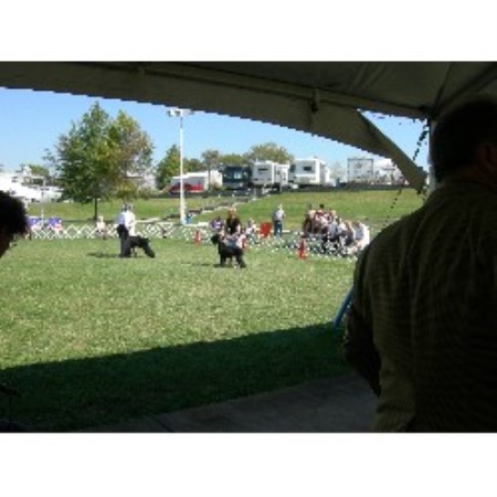 Giant Schnauzer Breeder in Shelby Township, Michigan