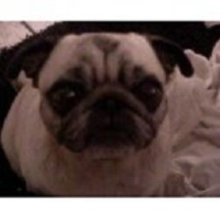 Pug breeder in Orange California