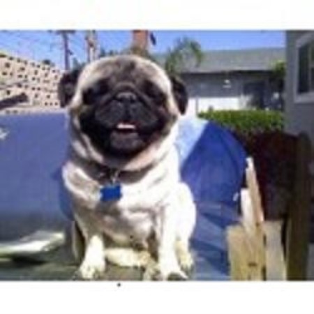 pug breeder california pug breeders in california freedoglistings pug breeder california pug breeders in california freedoglistings