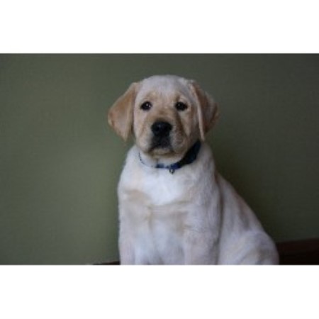 Labrador Retriever Breeder in Renville, Minnesota