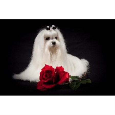 maltese puppies for sale mn maltese breeders in minnesota freedoglistings maltese puppies for sale mn maltese breeders in minnesota freedoglistings