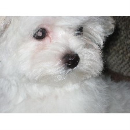 maltese puppies for sale mn tootie s maltese maltese breeder in anoka minnesota maltese puppies for sale mn tootie s maltese maltese breeder in anoka minnesota