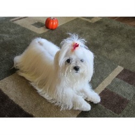 maltese puppies for sale mn tootie s maltese maltese breeder in anoka minnesota maltese puppies for sale mn tootie s maltese maltese breeder in anoka minnesota
