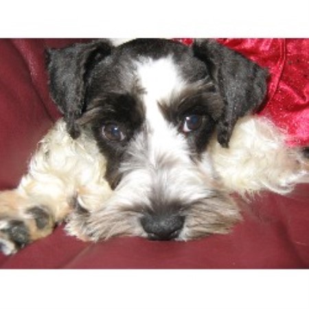 Miniature Schnauzer Breeder in Willis, Texas