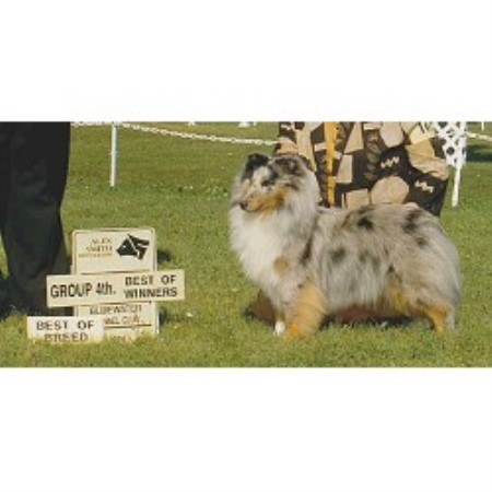 Sheltie in Ontario